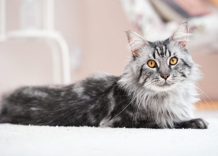 A Maine Coon's Appearance