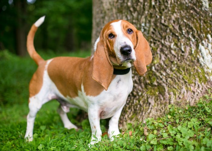 Basset Hound History