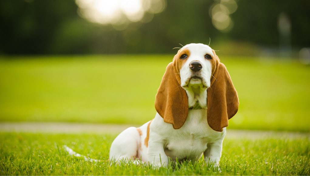 All About The Basset Hound: Dog Breed Information