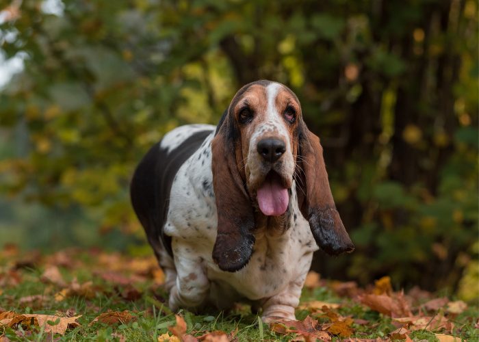 Basset Hound Hunting Skills