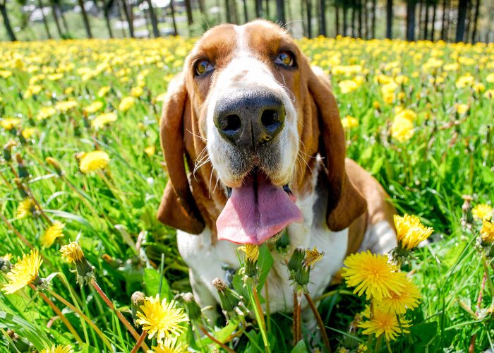 Basset Hound Personality