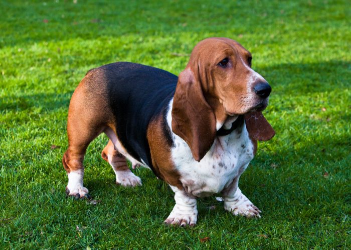 Basset Hound Grooming