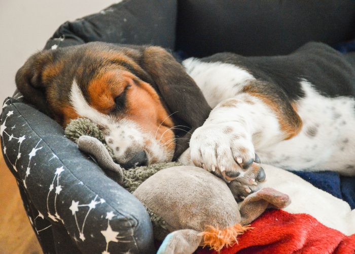 Basset Hound Care