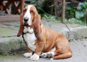 Basset Hound Health