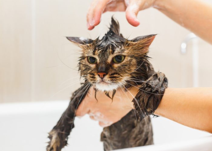 #8: Bathe Your Cat Once A Week