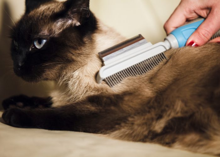 #9: Grooming Your Cat To Lessen Cat Allergies