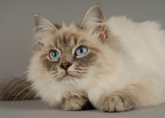 #12: Consider Adopting Hypoallergenic Breeds To Avoid Cat Allergies