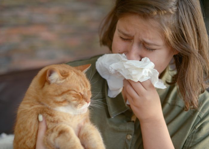 #13: Consider Allergy Medication In Dealing With Cat Allergies