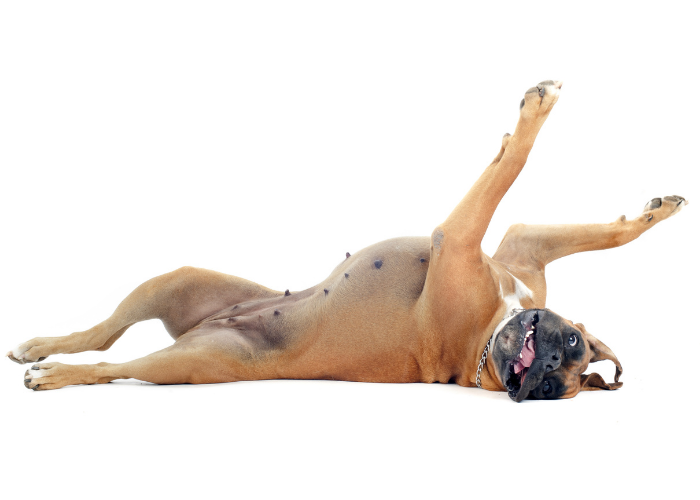 Seizures in Dogs: Types, Causes, and Symptoms