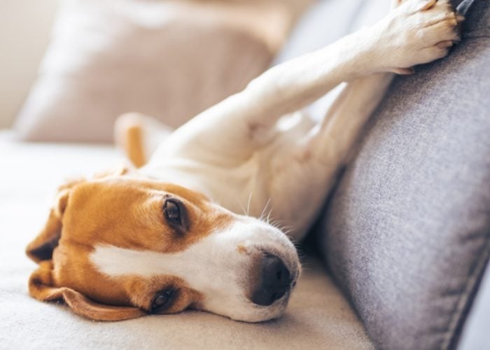 What You Should Do If Your Dog Is Having Seizures