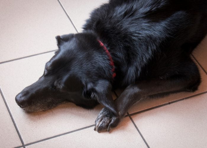 Dangers of Seizures in Dogs