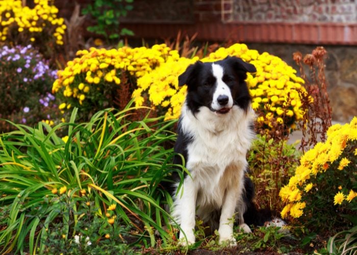 Natural Remedies For Your Dogs