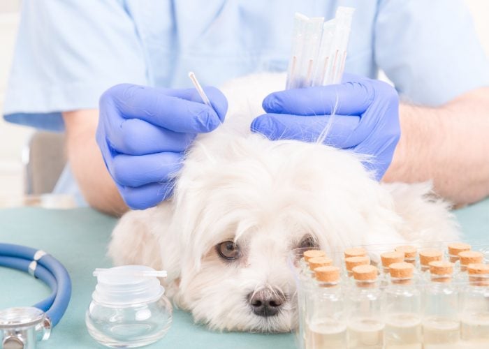 Use of Acupuncture Treatment in Treating Dog Seizures