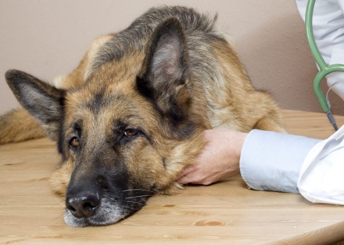 Things To Avoid When Treating Dog Seizures