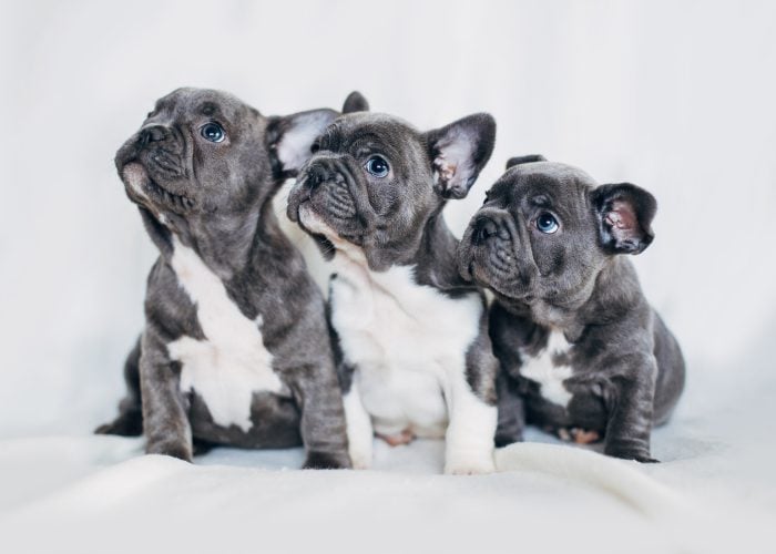 Small Dog Breed #1: French Bulldog