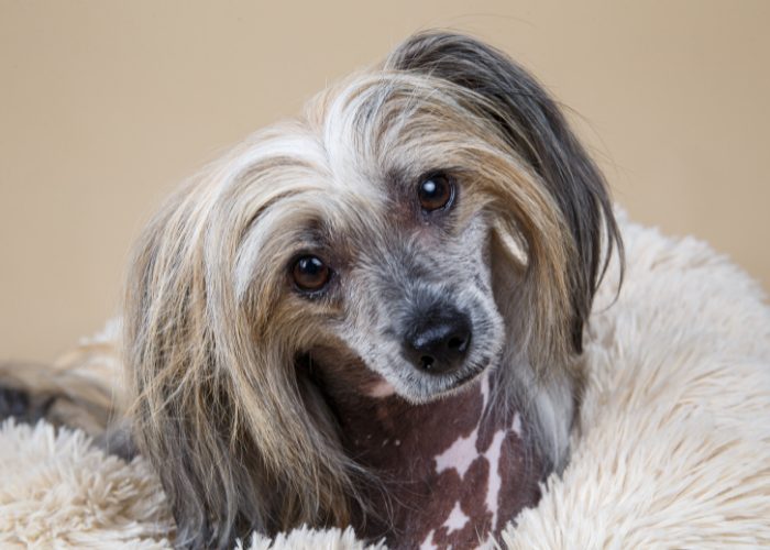 Small Dog Breed #2: Chinese Crested