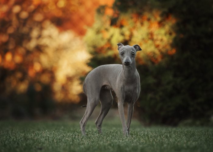 Small Dog Breed #3: Italian Greyhound