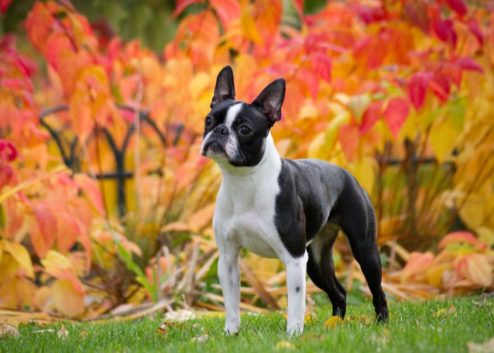 Small Dog Breed #4: Boston Terrier