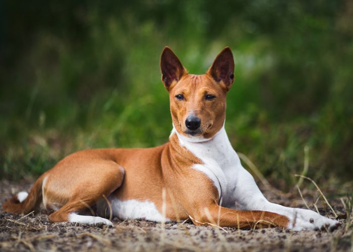 Small Dog Breed #5: Basenji