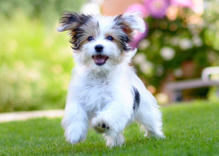 Small Dog Breed #7: Havanese