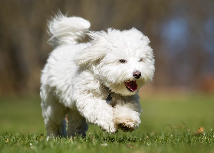 Small Dog Breed #8: Coton de Tulear