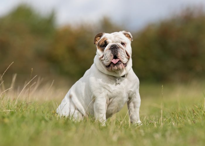 Small Dog Breed #10: English Bulldog