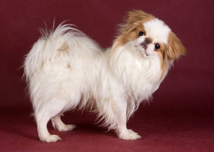 #11: Japanese Chin