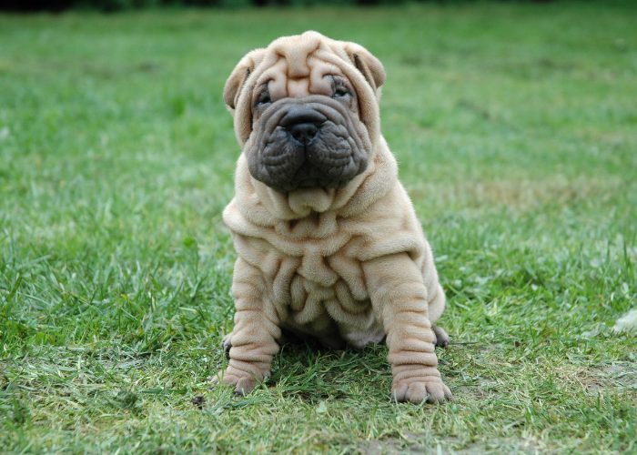 #12: Shar-Pei