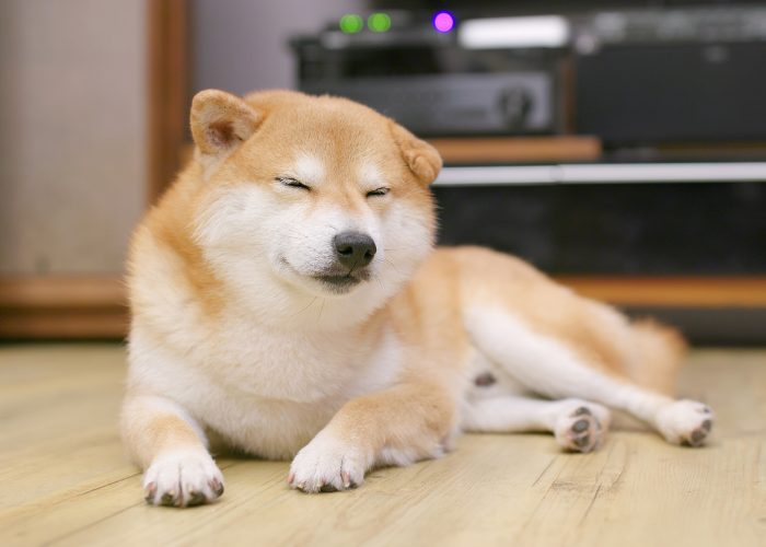 #13: Shiba Inu