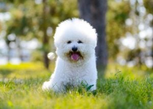 #14: Bichon Frise