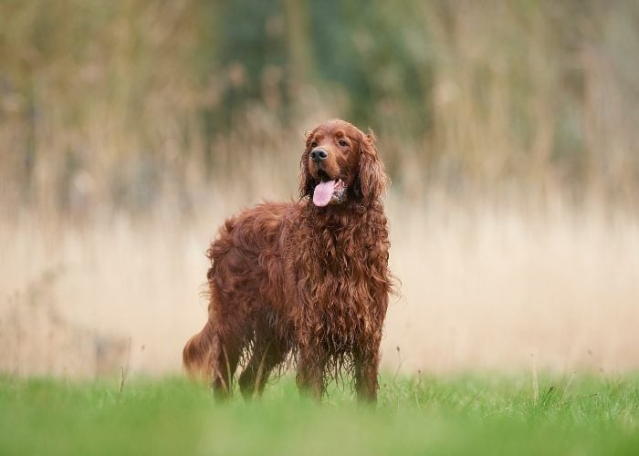 Brown Irish Setter outdoors; more chocolate dog name ideas