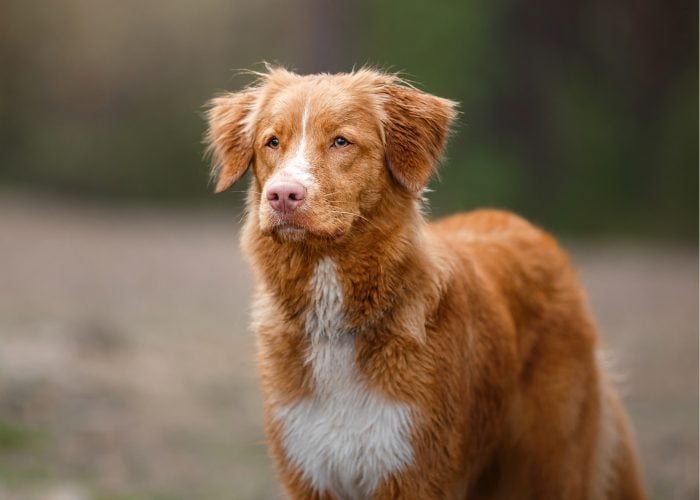 Red Dog Breeds #2: Nova Scotia Duck Tolling Retriever