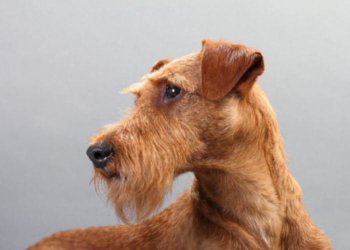 Red Dog Breeds #3: Irish Terrier