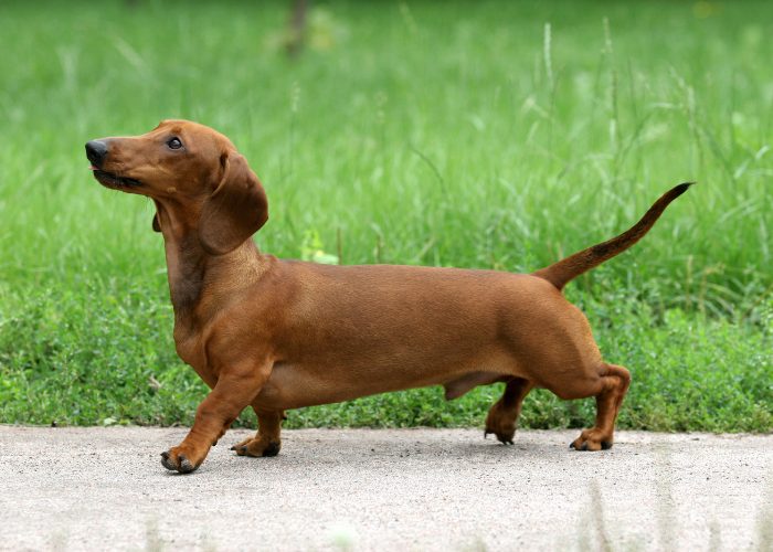 Red Dog Breeds #4: Dachshund