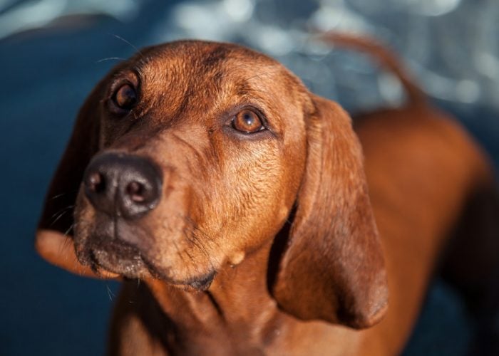 Red Dog Breeds #5: Redbone Coonhound