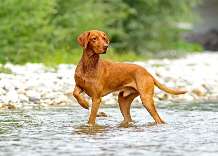 #6: Vizsla