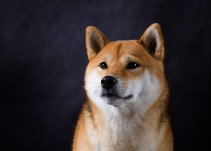 Shiba Inu