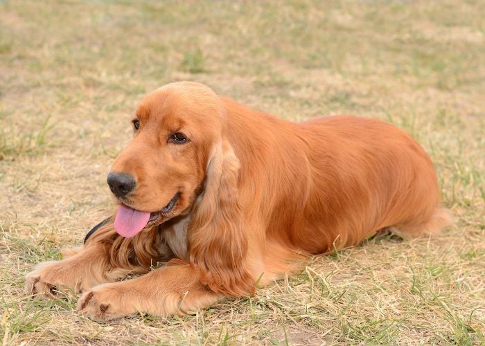 #10: Red Cocker Spaniel