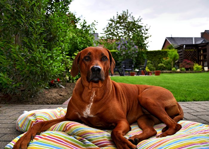 #11: Rhodesian Ridgeback