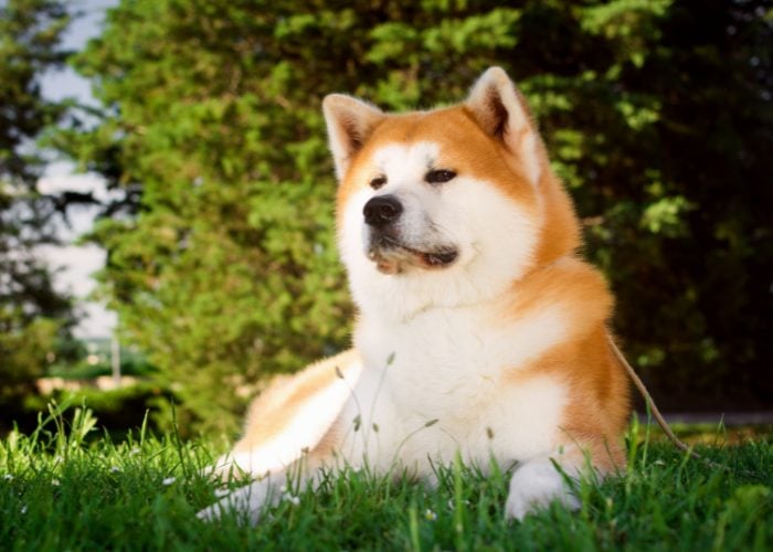 Japanese dog breed Akita