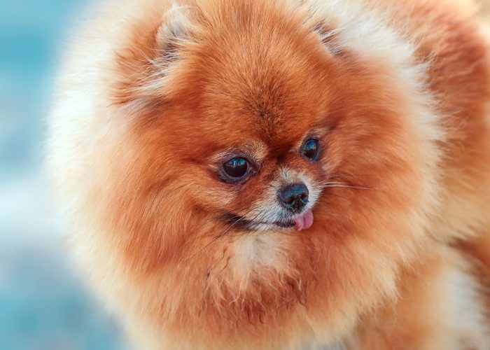 #13: Pomeranian