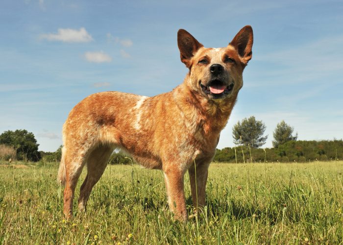 #15: Australian Cattle Dog