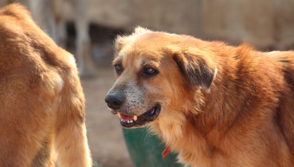 Indian Dog Breeds You Probably Don’t Know About