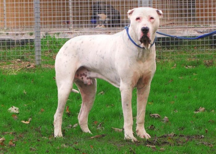 Indian Dog Breed #2: Gull Dong