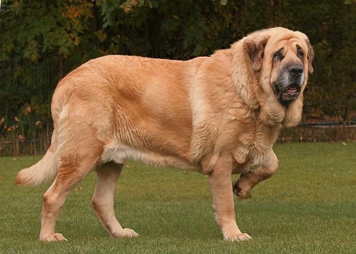 Indian Dog Breed #3: Kumaon Mastiff