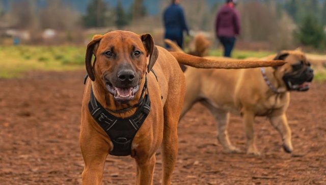 Red Dog Breeds You May Want To Adopt