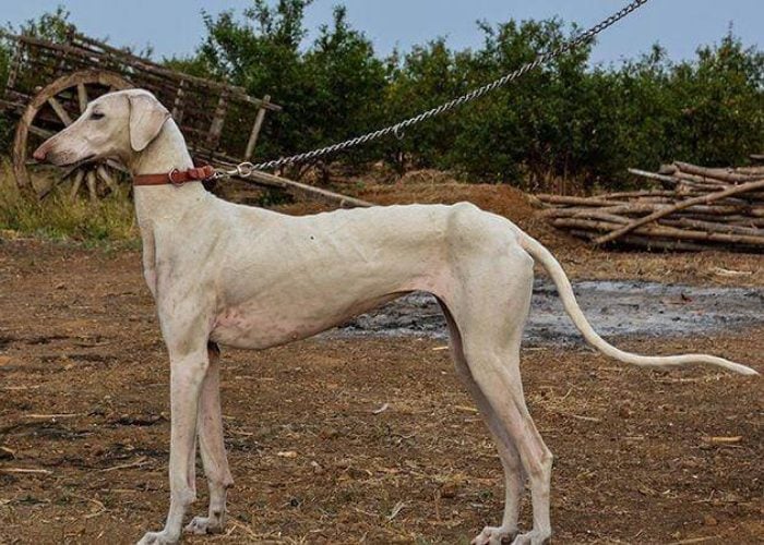 Indian Dog Breed #4: Mahratta Greyhound