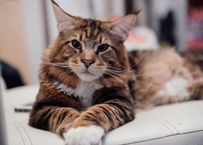 A Maine Coon's Personality and Traits