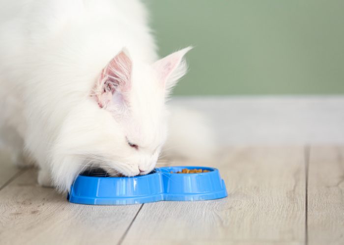 A Maine Coon's Diet