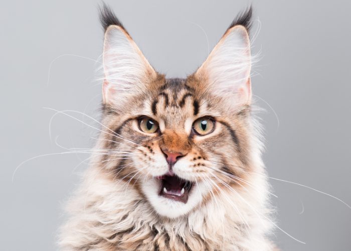 Reasons Why Maine Coons Are The Best